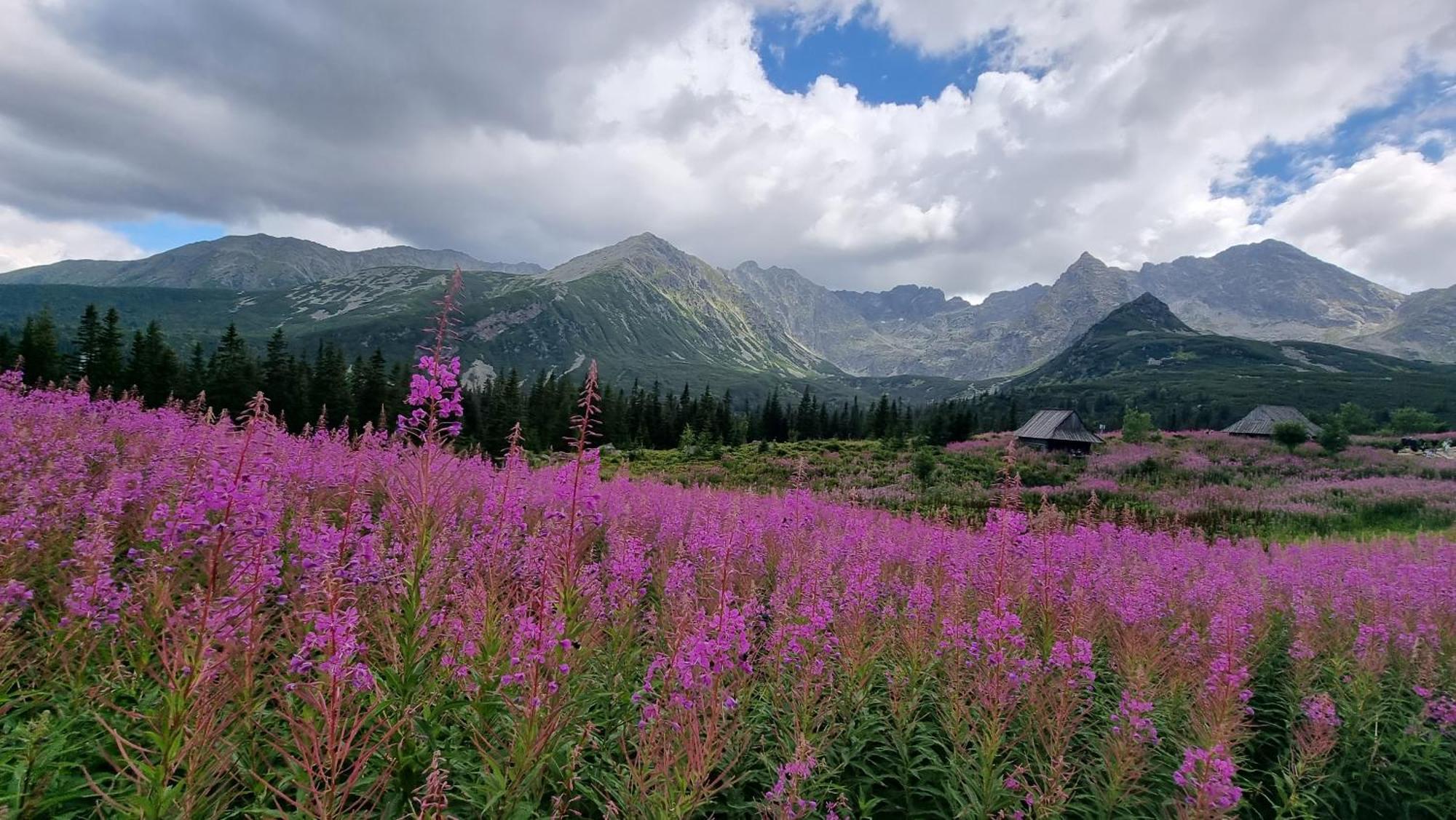 -czarna Gora- Black Apart- Widok Na Tatry, Jacuzzi, Bilard, Game